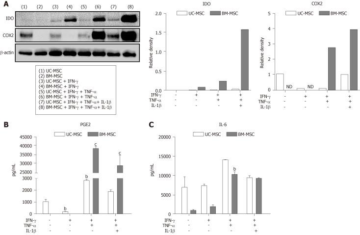 https://cdn.ncbi.nlm.nih.gov/pmc/blobs/3754/7524695/501bd544ee20/WJSC-12-1032-g003.jpg