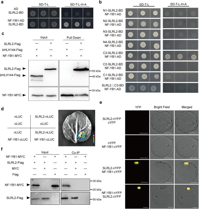 https://cdn.ncbi.nlm.nih.gov/pmc/blobs/3755/11130328/b0a60a44a35d/41467_2024_48760_Fig2_HTML.jpg