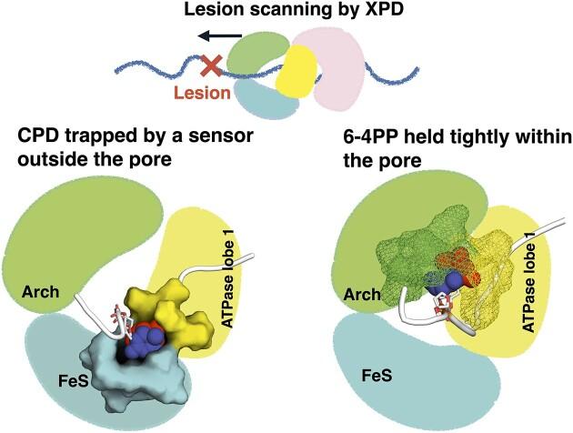 https://cdn.ncbi.nlm.nih.gov/pmc/blobs/3758/10711554/ec3244b688ea/gkad974figgra1.jpg