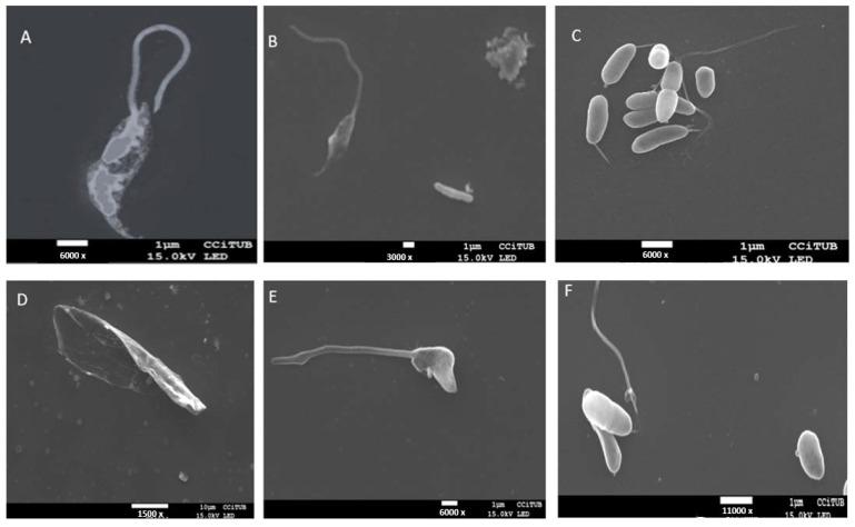 https://cdn.ncbi.nlm.nih.gov/pmc/blobs/3758/11946435/bb18613bcd4e/pharmaceuticals-18-00427-g006.jpg
