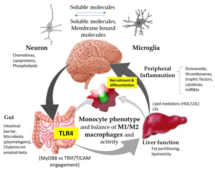 https://cdn.ncbi.nlm.nih.gov/pmc/blobs/3758/9495985/e0c87b60351c/biomedicines-10-02098-g001.jpg