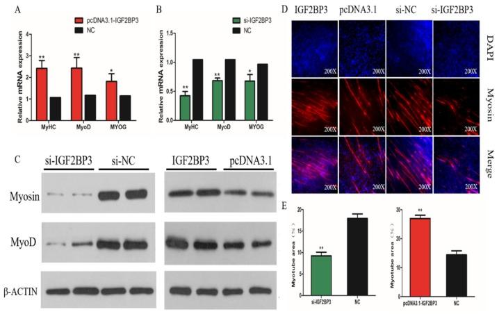 https://cdn.ncbi.nlm.nih.gov/pmc/blobs/375c/7084337/e8580aff840b/ijms-21-01655-g006.jpg