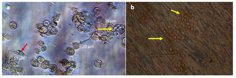 https://cdn.ncbi.nlm.nih.gov/pmc/blobs/375f/8396921/108b1b7c09ca/insects-12-00747-g005.jpg