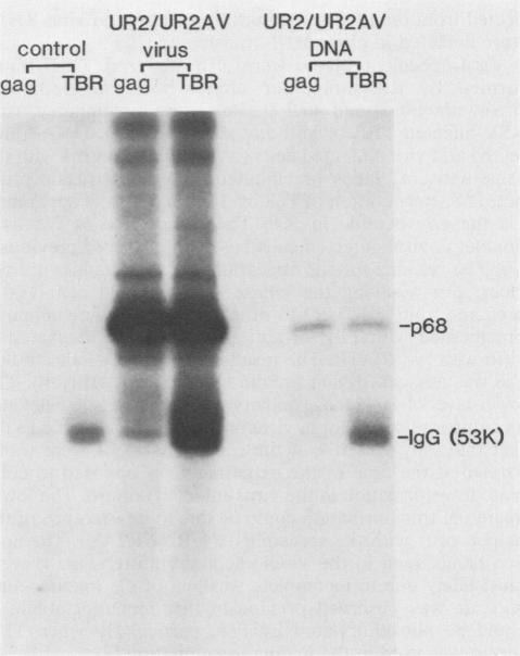 https://cdn.ncbi.nlm.nih.gov/pmc/blobs/3760/255753/f7e50f698c1c/jvirol00135-0255-b.jpg