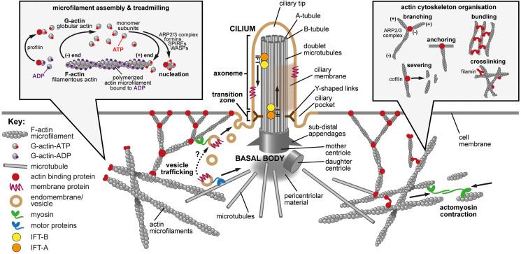 https://cdn.ncbi.nlm.nih.gov/pmc/blobs/3761/7773788/b6a735a5d73e/fcell-08-622822-g001.jpg