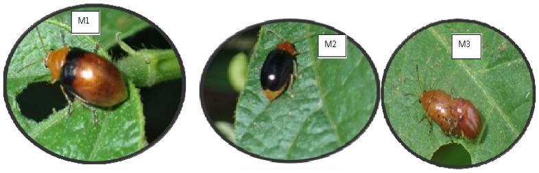 https://cdn.ncbi.nlm.nih.gov/pmc/blobs/3763/9225125/4f2d0b349dd2/insects-13-00543-g002.jpg