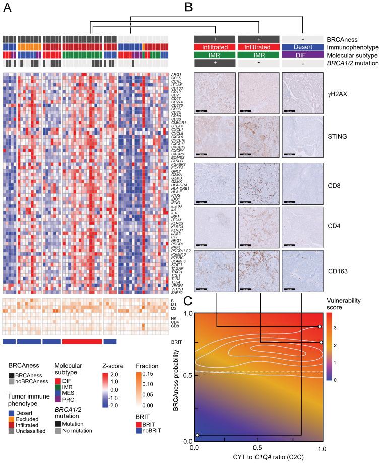 https://cdn.ncbi.nlm.nih.gov/pmc/blobs/3764/11634877/9e44f5a4fa40/fimmu-15-1489235-g006.jpg