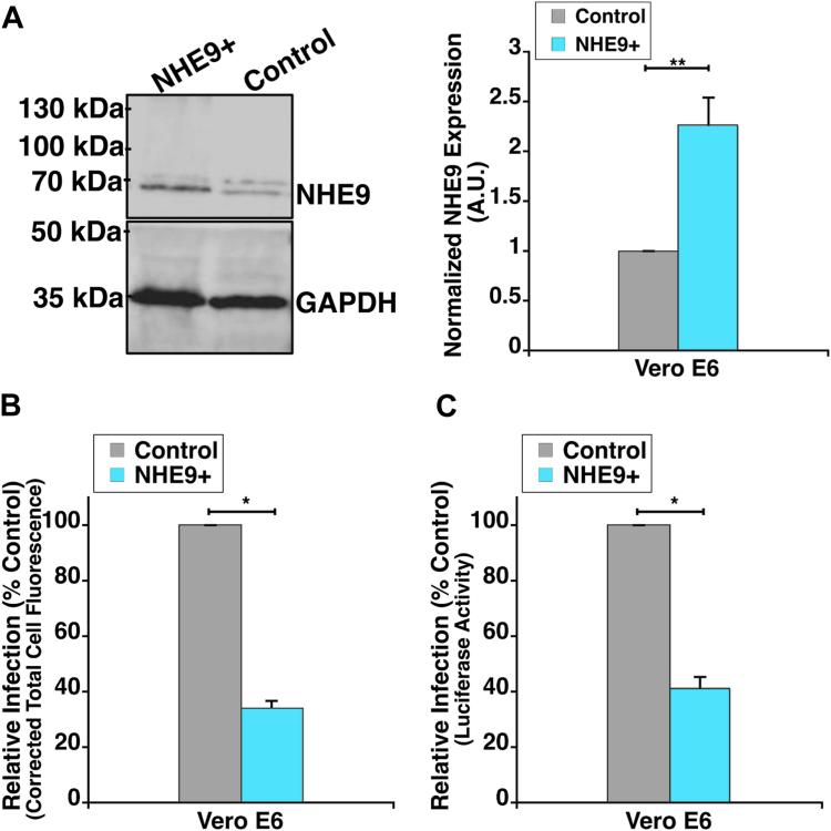 https://cdn.ncbi.nlm.nih.gov/pmc/blobs/3764/11815683/640b54b6e885/gr6.jpg
