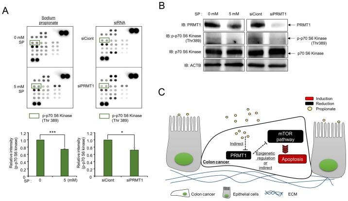 https://cdn.ncbi.nlm.nih.gov/pmc/blobs/3767/6365698/25b8e1e75036/OR-41-03-1691-g05.jpg