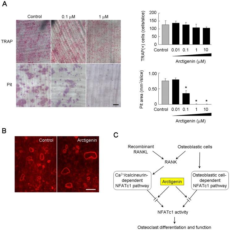 https://cdn.ncbi.nlm.nih.gov/pmc/blobs/3768/3895012/7670fbdf9c47/pone.0085878.g006.jpg