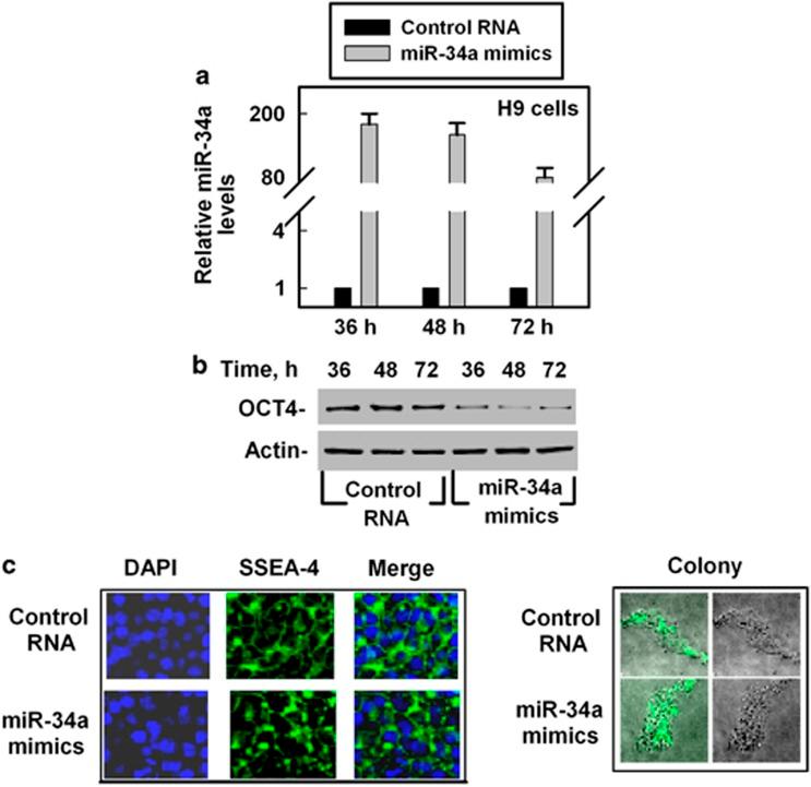 https://cdn.ncbi.nlm.nih.gov/pmc/blobs/3768/4040665/4311b9612019/cddis2013563f3.jpg