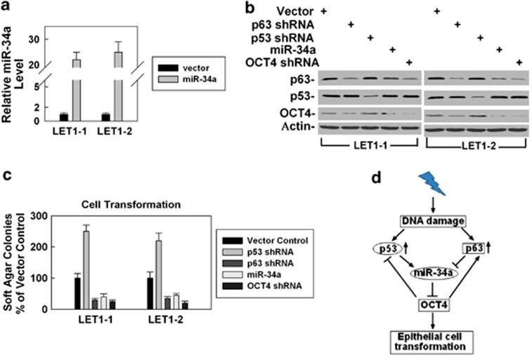 https://cdn.ncbi.nlm.nih.gov/pmc/blobs/3768/4040665/7d6e9b9f17ed/cddis2013563f5.jpg