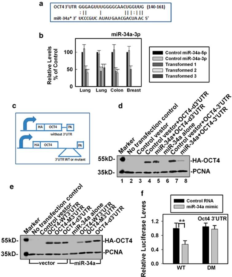 https://cdn.ncbi.nlm.nih.gov/pmc/blobs/3768/4040665/b310f3dafb23/cddis2013563f2.jpg