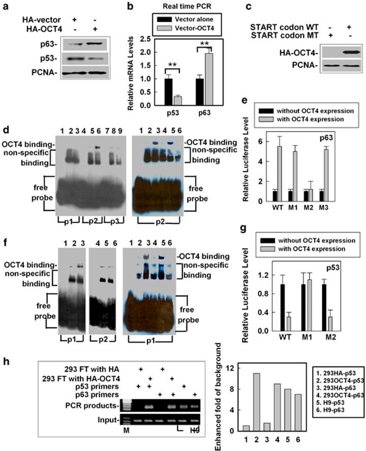 https://cdn.ncbi.nlm.nih.gov/pmc/blobs/3768/4040665/e38bccdc8703/cddis2013563f4.jpg