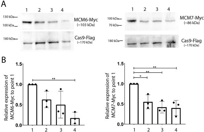 https://cdn.ncbi.nlm.nih.gov/pmc/blobs/376c/12146363/115dc65f5767/fcimb-15-1584812-g005.jpg