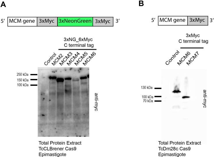 https://cdn.ncbi.nlm.nih.gov/pmc/blobs/376c/12146363/9081bf3b406a/fcimb-15-1584812-g001.jpg