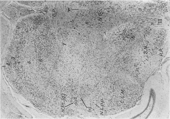 https://cdn.ncbi.nlm.nih.gov/pmc/blobs/3770/1250109/0e62a9551deb/janat00617-0035-b.jpg
