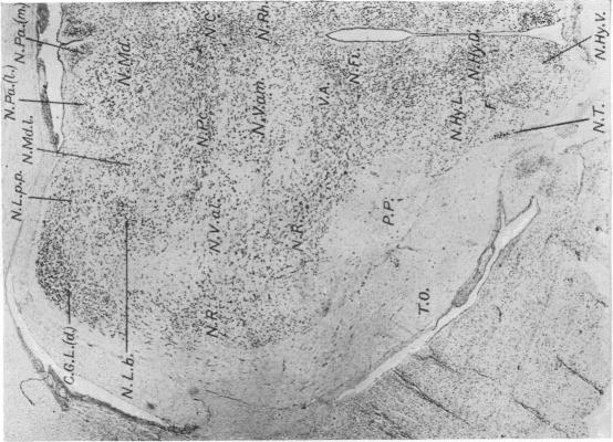 https://cdn.ncbi.nlm.nih.gov/pmc/blobs/3770/1250109/47baa08f107a/janat00617-0033-c.jpg