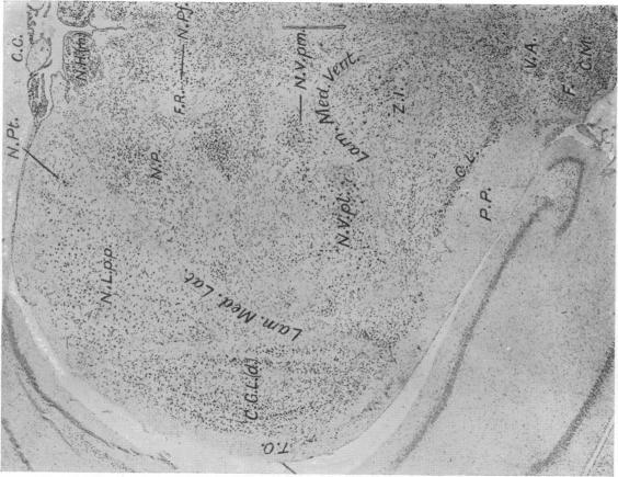https://cdn.ncbi.nlm.nih.gov/pmc/blobs/3770/1250109/9ef15cbc03dc/janat00617-0034-b.jpg