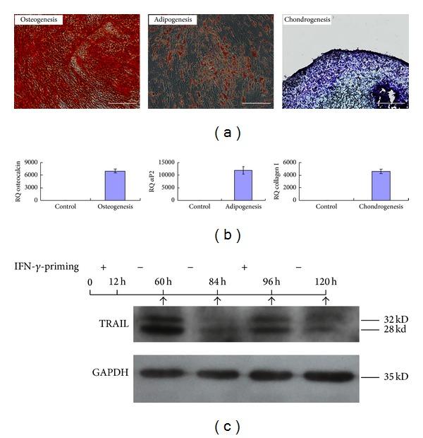 https://cdn.ncbi.nlm.nih.gov/pmc/blobs/3771/4058226/2998e337a1f7/JIR2014-318098.001.jpg