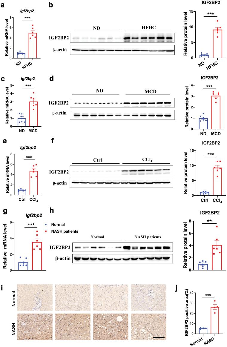 https://cdn.ncbi.nlm.nih.gov/pmc/blobs/3773/11749640/2584e961b116/loac006_fig2.jpg