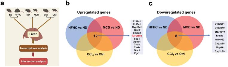 https://cdn.ncbi.nlm.nih.gov/pmc/blobs/3773/11749640/76b9a57885f3/loac006_fig1.jpg