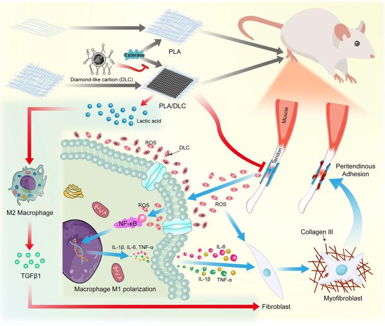 https://cdn.ncbi.nlm.nih.gov/pmc/blobs/377a/11061095/a5ba8d698150/40820_2024_1392_Fig9_HTML.jpg