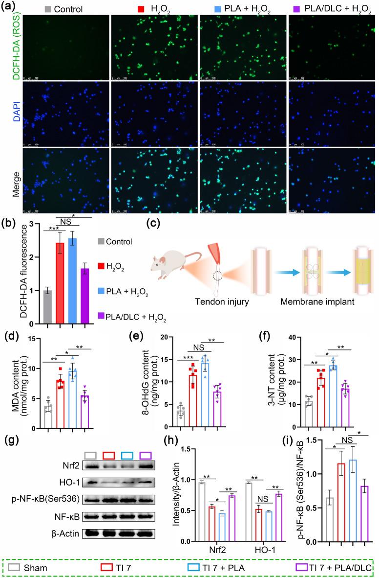 https://cdn.ncbi.nlm.nih.gov/pmc/blobs/377a/11061095/ccffb0cc133f/40820_2024_1392_Fig2_HTML.jpg