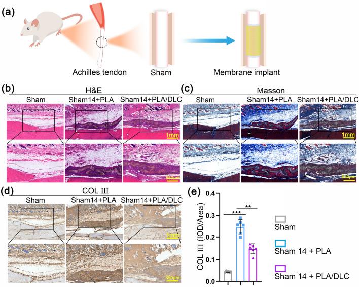https://cdn.ncbi.nlm.nih.gov/pmc/blobs/377a/11061095/e46975cdee0d/40820_2024_1392_Fig5_HTML.jpg