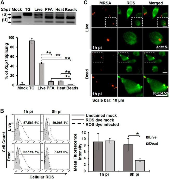 https://cdn.ncbi.nlm.nih.gov/pmc/blobs/377b/4502229/01d97a2b024e/mbo0031523900007.jpg