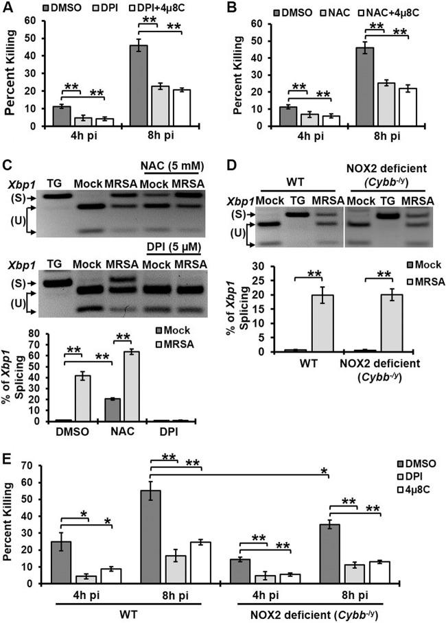 https://cdn.ncbi.nlm.nih.gov/pmc/blobs/377b/4502229/085bec91ecc0/mbo0031523900003.jpg