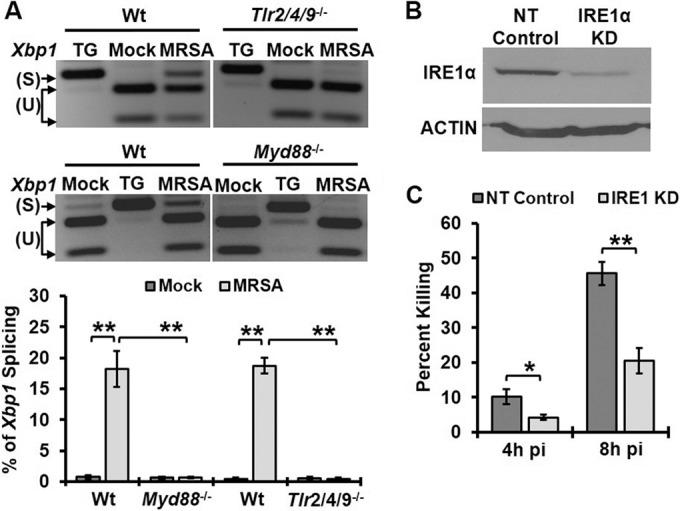 https://cdn.ncbi.nlm.nih.gov/pmc/blobs/377b/4502229/1c2054fdfb87/mbo0031523900001.jpg