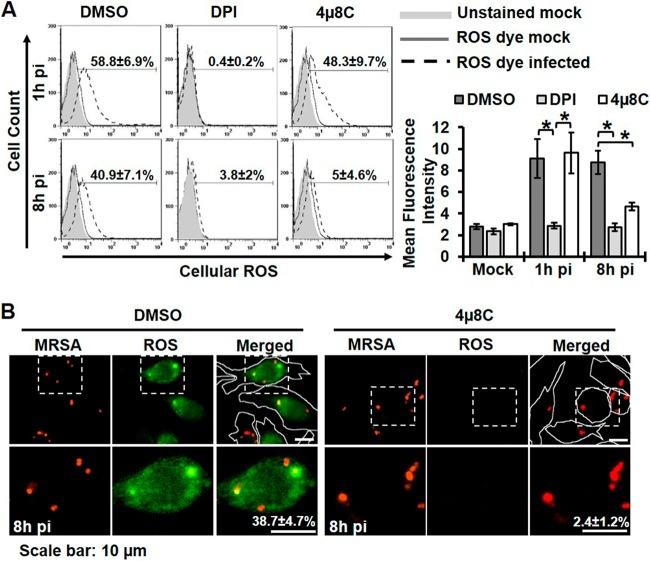https://cdn.ncbi.nlm.nih.gov/pmc/blobs/377b/4502229/675cb10e158f/mbo0031523900004.jpg