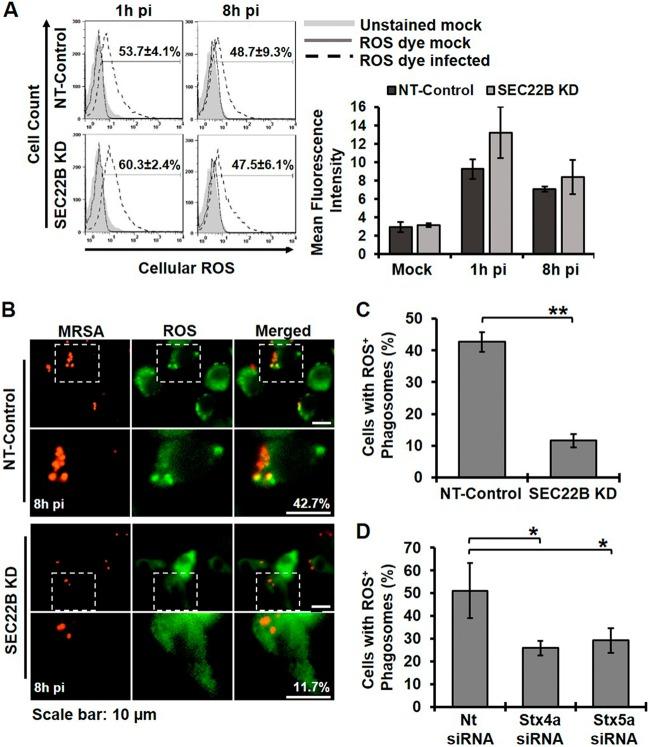 https://cdn.ncbi.nlm.nih.gov/pmc/blobs/377b/4502229/a37564df866f/mbo0031523900006.jpg