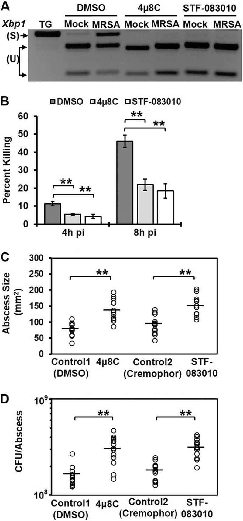 https://cdn.ncbi.nlm.nih.gov/pmc/blobs/377b/4502229/d132a45a5bc5/mbo0031523900002.jpg