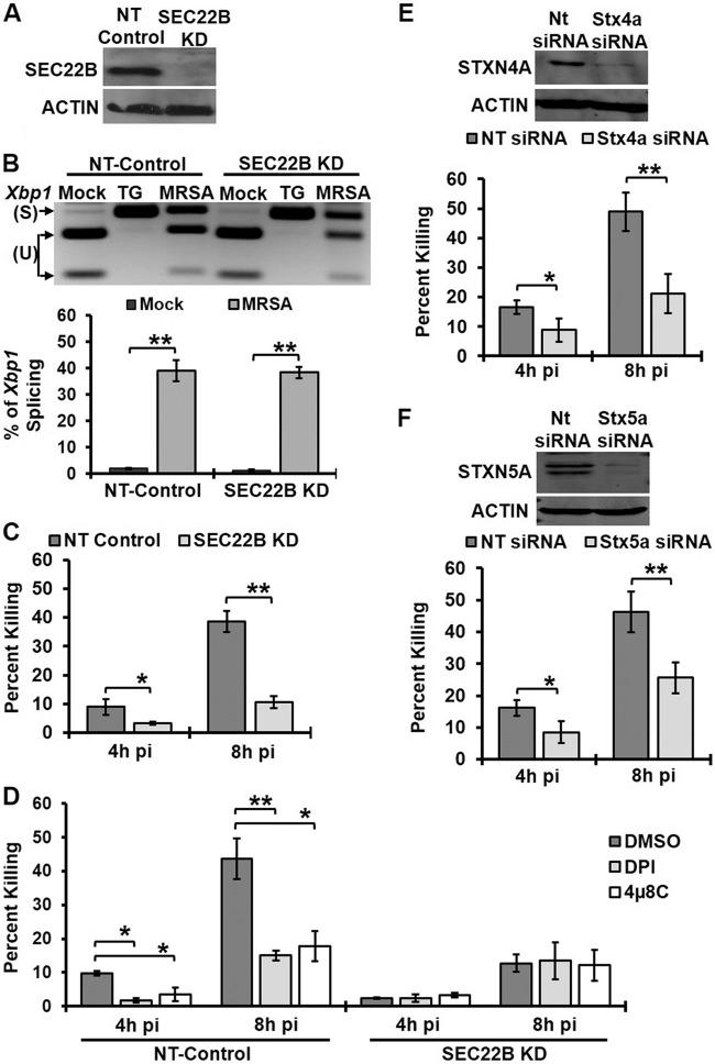 https://cdn.ncbi.nlm.nih.gov/pmc/blobs/377b/4502229/ee889df49846/mbo0031523900005.jpg