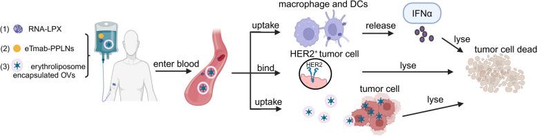 https://cdn.ncbi.nlm.nih.gov/pmc/blobs/377e/11297660/3980f8645030/40364_2024_625_Fig4_HTML.jpg