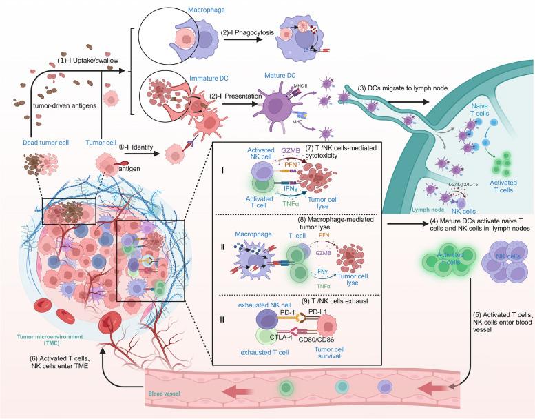 https://cdn.ncbi.nlm.nih.gov/pmc/blobs/377e/11297660/97c393ab3bc7/40364_2024_625_Fig1_HTML.jpg
