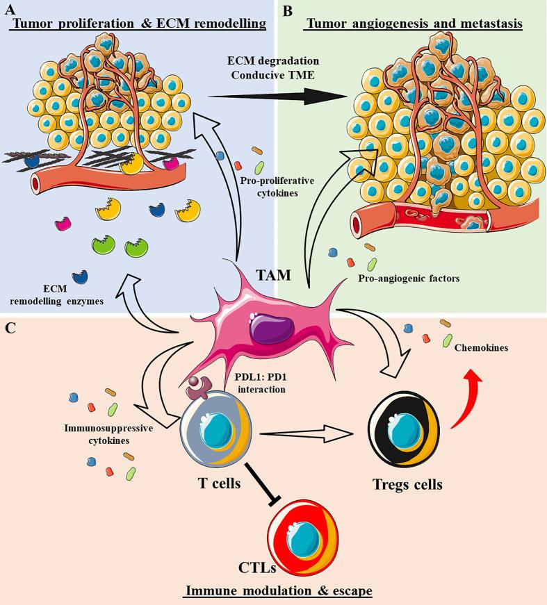 https://cdn.ncbi.nlm.nih.gov/pmc/blobs/377f/8221395/343904680c44/fimmu-12-693709-g003.jpg