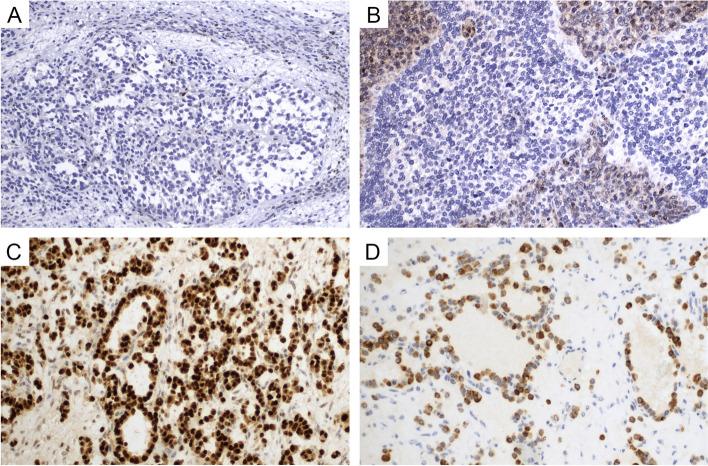 https://cdn.ncbi.nlm.nih.gov/pmc/blobs/3781/11707838/64ea62c8f412/13000_2025_1599_Fig3_HTML.jpg