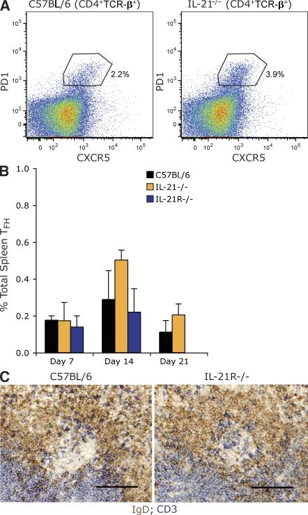 https://cdn.ncbi.nlm.nih.gov/pmc/blobs/3784/2822601/5af51aa68582/JEM_20091777R_RGB_Fig4.jpg