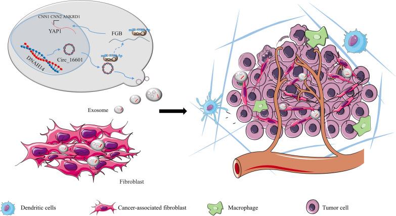 https://cdn.ncbi.nlm.nih.gov/pmc/blobs/3789/10642073/0e412168ab6d/12931_2023_2566_Fig8_HTML.jpg