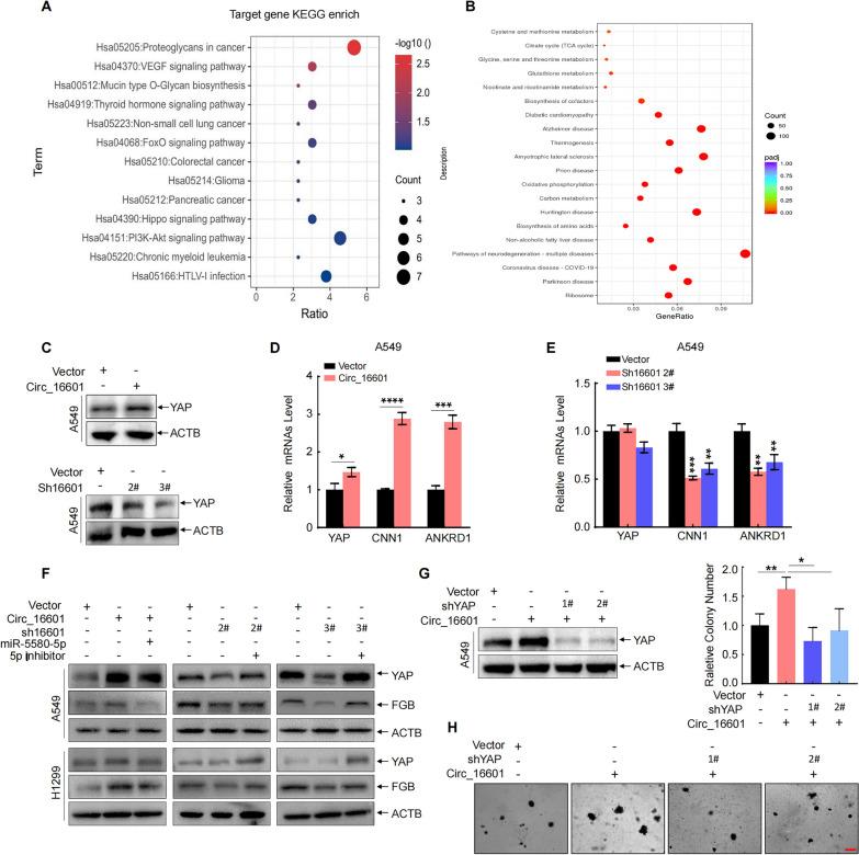 https://cdn.ncbi.nlm.nih.gov/pmc/blobs/3789/10642073/fe61ce905ffd/12931_2023_2566_Fig6_HTML.jpg