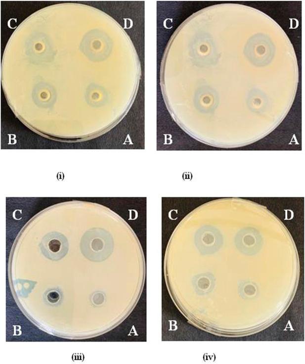 https://cdn.ncbi.nlm.nih.gov/pmc/blobs/3789/11064019/62006adf8683/fchem-12-1372560-g002.jpg