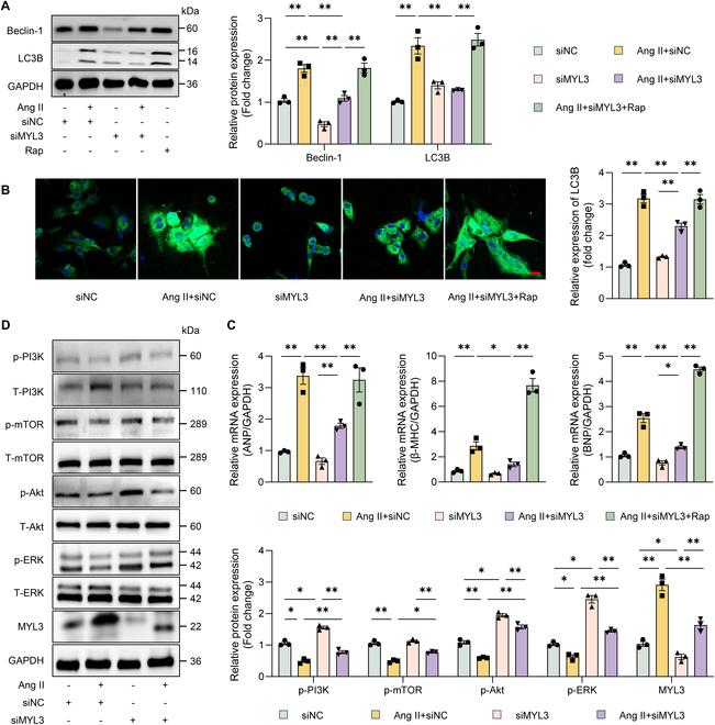 https://cdn.ncbi.nlm.nih.gov/pmc/blobs/378c/11850654/0fc2407135a0/research.0626.fig.005.jpg