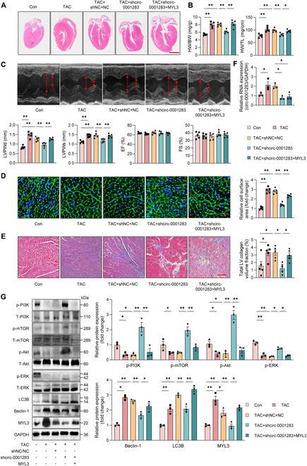 https://cdn.ncbi.nlm.nih.gov/pmc/blobs/378c/11850654/531c581c7191/research.0626.fig.006.jpg