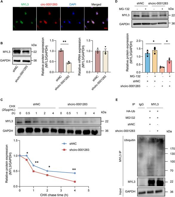 https://cdn.ncbi.nlm.nih.gov/pmc/blobs/378c/11850654/b55579da85c2/research.0626.fig.004.jpg