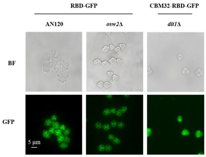 https://cdn.ncbi.nlm.nih.gov/pmc/blobs/378e/12026953/1957546de109/ijms-26-03615-g002.jpg
