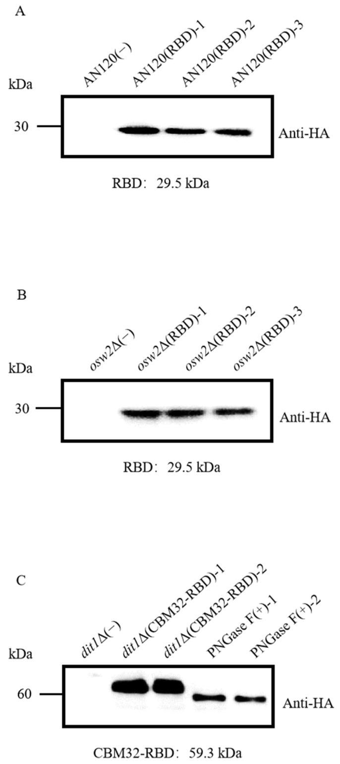 https://cdn.ncbi.nlm.nih.gov/pmc/blobs/378e/12026953/61ad676168eb/ijms-26-03615-g001.jpg