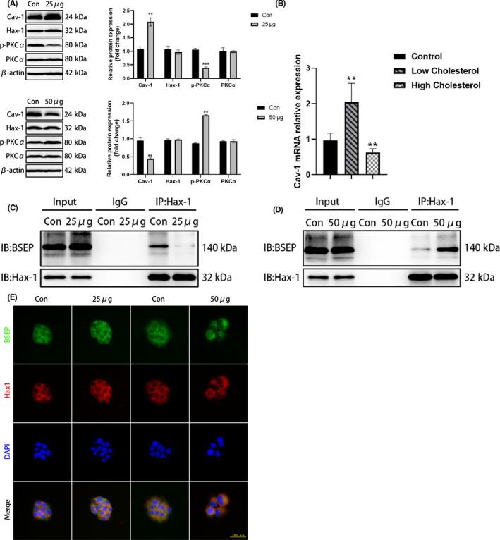 https://cdn.ncbi.nlm.nih.gov/pmc/blobs/378f/10844719/3cf75193ac20/JCMM-28-e18110-g002.jpg
